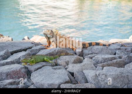 Schwarze stachelige Leguane sonnen auf Felsen in Puerto Vallarta, Mexiko Stockfoto