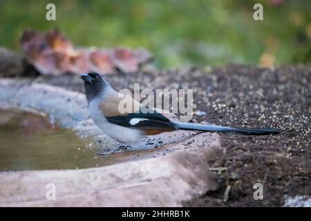 Gray Treepie, Dendrocitta formosae, Uttarakhand, Indien Stockfoto
