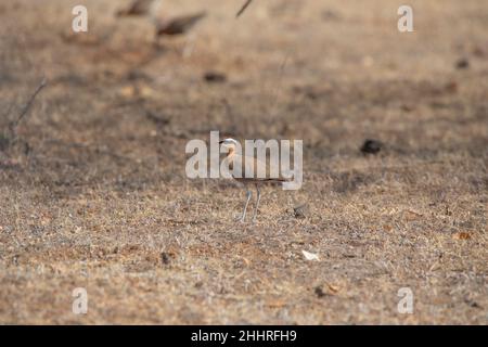 Indische Kuratorin, Cursorius coromandelicus, Saswad, Pune, Maharashtra, Indien Stockfoto