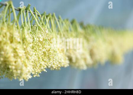 Nahaufnahme der getrockneten Holunderpflanze, die als Kraut in der Medizin verwendet wird - selektiver Focusq-Raum für Text Stockfoto