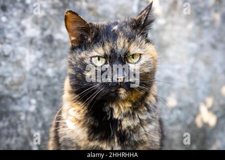 Eine schöne Katze von tausend Farben und mit einem sehr sehr intensiven Blick Stockfoto