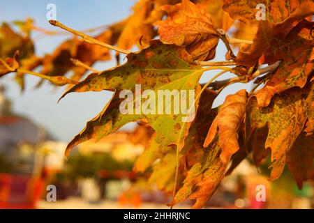 Herbstszene mit gelben und orangefarbenen Blättern bei Sonnenaufgang Stockfoto