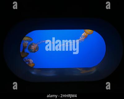 Die Nesseln aus dem Meer aus einem Sichtfenster im Steinhart Aquarium, San Francisco, Kalifornien Stockfoto