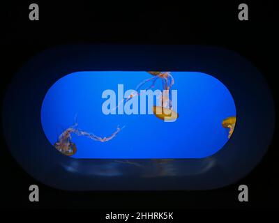 Die Nesseln aus dem Meer aus einem Sichtfenster im Steinhart Aquarium, San Francisco, Kalifornien Stockfoto