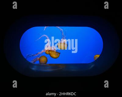 Die Nesseln aus dem Meer aus einem Sichtfenster im Steinhart Aquarium, San Francisco, Kalifornien Stockfoto