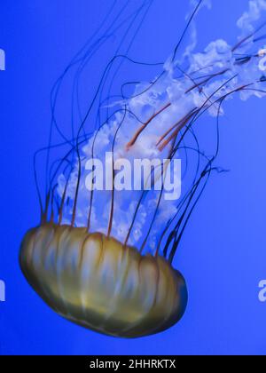 Sea Nettle wird im Steinhart Aquarium, San Francisco, zu sehen sein Stockfoto