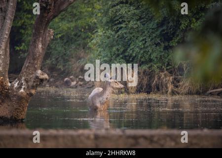 Sambar Deer, Rusa unicolor, Ranthambhore Tiger Reserve, Rajasthan, Indien Stockfoto