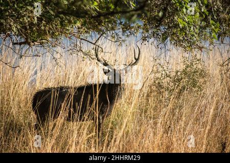 Sambar Deer, Rusa unicolor, Ranthambhore Tiger Reserve, Rajasthan, Indien Stockfoto