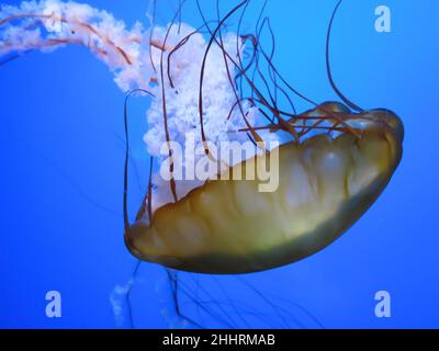 Sea Nettle wird im Steinhart Aquarium, San Francisco, zu sehen sein Stockfoto