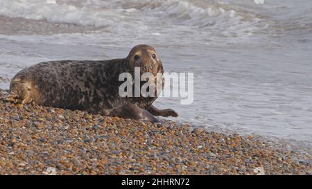 Kuhrobbe am Kiesstrand, Mutterrobbe entspannt entlang der Küstengewässer von England, Nordsee, Großbritannien Stockfoto