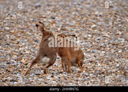 Boxing Brown Hares, Aldeburgh, Suffolk, England, Vereinigtes Königreich Stockfoto
