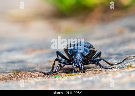 CaraBus coriaceus ist eine in Europa weit verbreitete Käferart, die vor allem in Laubwäldern und Mischwäldern zu finden ist. Vorderansicht Stockfoto