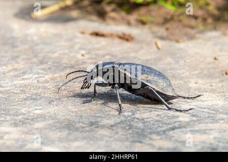 CaraBus coriaceus ist eine in Europa weit verbreitete Käferart, die vor allem in Laubwäldern und Mischwäldern zu finden ist. Nahaufnahme. Stockfoto