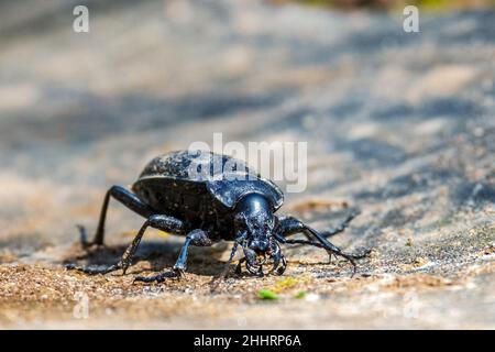 CaraBus coriaceus ist eine in Europa weit verbreitete Käferart, die vor allem in Laubwäldern und Mischwäldern zu finden ist. Vorderansicht Stockfoto