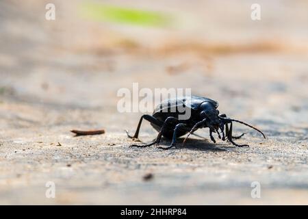 CaraBus coriaceus ist eine in Europa weit verbreitete Käferart, die vor allem in Laubwäldern und Mischwäldern zu finden ist. Vorderansicht Stockfoto