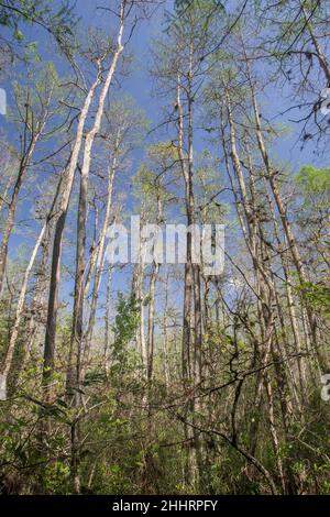 Blick auf die Vegetation in Corkscrew Swamp, Florida, USA Stockfoto