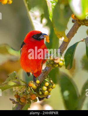 Flammenfarbener Tanager (Piranga bidentata) Stockfoto