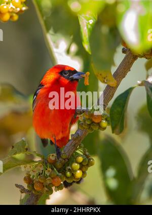 Flammenfarbener Tanager (Piranga bidentata) Stockfoto