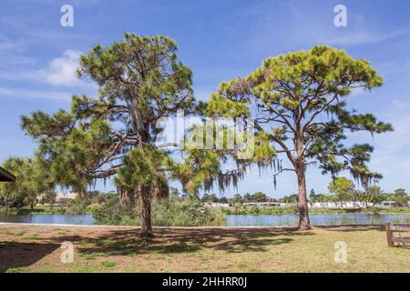 Venedig Vogelzucht Insel, Florida, USA Stockfoto