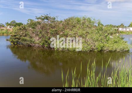 Venedig Vogelzucht Insel, Florida, USA Stockfoto