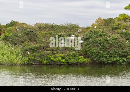 Venedig Vogelzucht Insel, Florida, USA Stockfoto