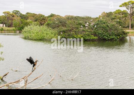 Venedig Vogelzucht Insel, Florida, USA Stockfoto