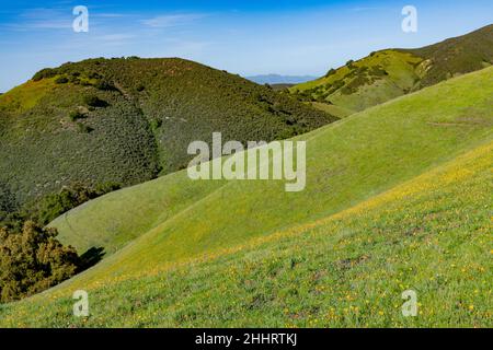 Hilside Wiese übersät mit gelben Wildblumen in einer Landschaft von grünen Hügeln im Toro Park in der Nähe von Monterey, Kalifornien Stockfoto