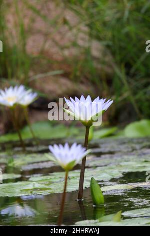 Blue Waterlily im Krüger National Park Stockfoto