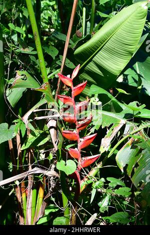 Hummerkrallen, Tukan-Schnabel, Wildwegerich oder falscher Paradiesvögel, Helikonie, Heliconia champneiana, rákollóvirág, Mexiko, Nordamerika Stockfoto