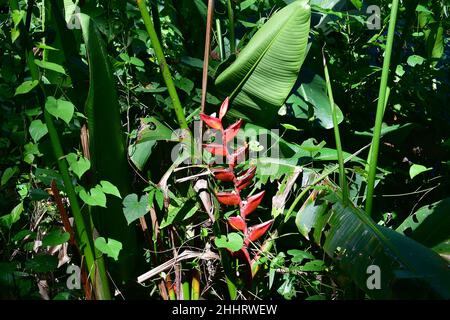 Hummerkrallen, Tukan-Schnabel, Wildwegerich oder falscher Paradiesvögel, Helikonie, Heliconia champneiana, rákollóvirág, Mexiko, Nordamerika Stockfoto