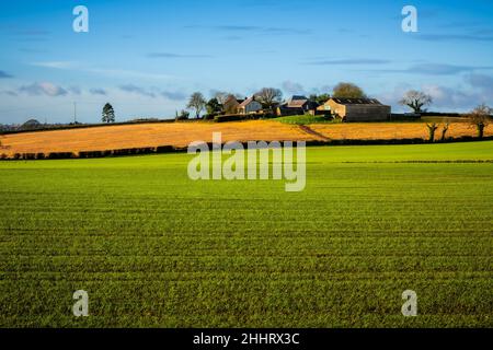 Farm mit grünen, frisch gekeimten Wintergerste, die in der Nähe von Newtonards, Northern Irel, in dramatischem Morgenlicht mit goldenen Feldern kontrastiert Stockfoto