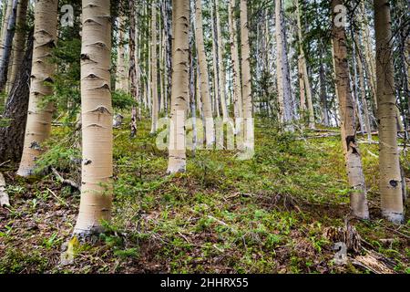 Aspen-Wald und üppiger, grüner Waldboden in den Bergen des Sangre de Cristo in New Mexico Stockfoto