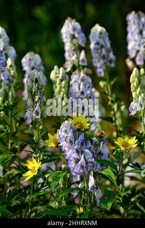 Aconitum x cammarum Bicolor, monkshood, Wolf's Bane, blaue und weiße Blumen, bicolor, bicolor, giftig, giftig, tödlich, Blumen, helianthus Zitronenkönigin, gemischt Stockfoto