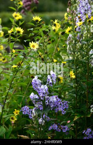 Aconitum x cammarum Bicolor, monkshood, Wolf's Bane, blaue und weiße Blumen, bicolor, bicolor, giftig, giftig, tödlich, Blumen, helianthus Zitronenkönigin, gemischt Stockfoto