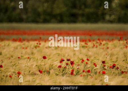 Champ de Coquelicots en Fleur Stockfoto