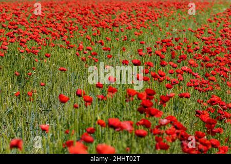 Champ de Coquelicots en Fleur Stockfoto