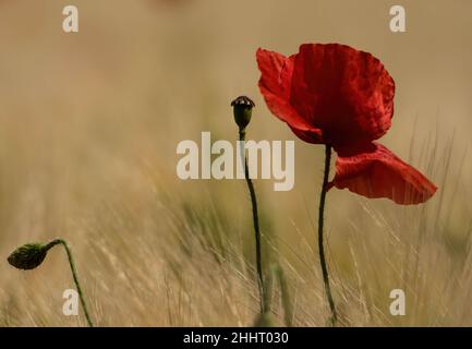 Champ de Coquelicots en Fleur Stockfoto