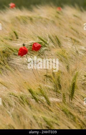 Champ de Coquelicots en Fleur Stockfoto