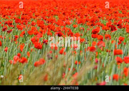 Champ de Coquelicots en Fleur Stockfoto