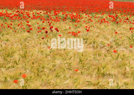 Champ de Coquelicots en Fleur Stockfoto