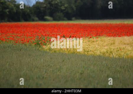 Champ de Coquelicots en Fleur Stockfoto