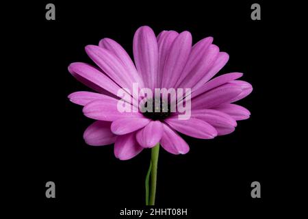 Schöne osteospermum oder afrikanische Gänseblümchen Blume isoliert auf schwarz Stockfoto
