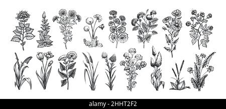 Zeichensatz von Blumen, Pflanzen, Blätter schwarze Skizze isoliert auf weißem Hintergrund. Vintage-Vektorgrafik Stock Vektor