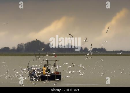 Pêcheur en baie de Somme, bateau de pêche Stockfoto