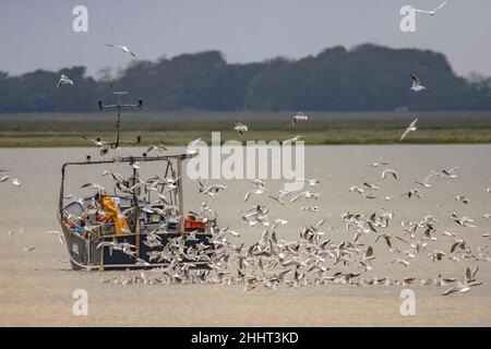 Pêcheur en baie de Somme, bateau de pêche Stockfoto