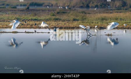Spatules Blanches dans les marais de la baie de Somme, le Crotoy, Saint Firmin, Parc de Marquenterre. Stockfoto