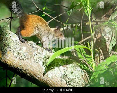 Nahaufnahme eines buschigen Guayaquil-Eichhörnchen (Sciurus stramineus), das entlang eines Baumzweiges in Vilcabamba, Ecuador, läuft. Stockfoto