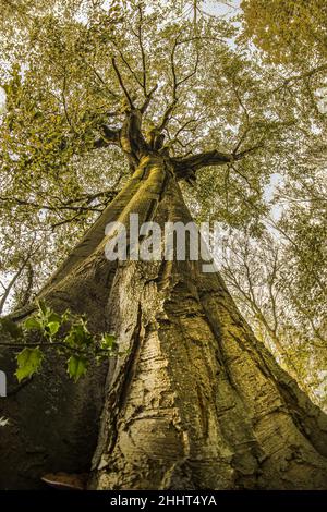 Forêt et Petit bois en baie de Somme Stockfoto