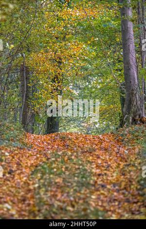 Forêt et Petit bois en baie de Somme Stockfoto