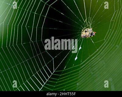 Nahaufnahme einer Spinybacked Orbweaver (Gasteracantha cancriformis) Spinne, die inmitten eines komplizierten Netzes in Vilcabamba, Ecuador, hängt. Stockfoto